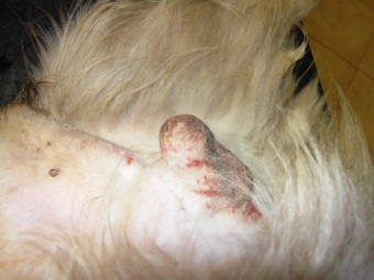 mastocytom, scrotum, p�ed operac�