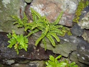 Asplenium trichomanes, �esk� r�j, 2007