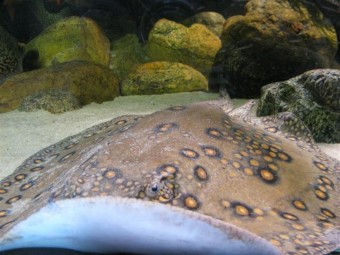 Potamotrygon, akv�rium Lednice,2010