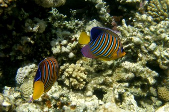 Pygoplites diacanthus, Dahab, Egypt, 2009