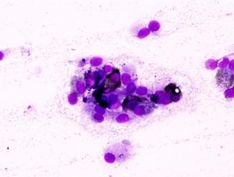 oral melanoma,dog