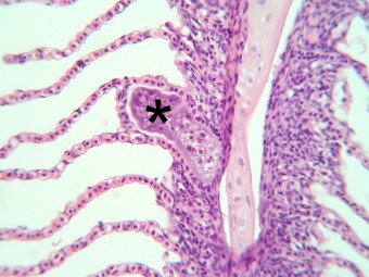 Ich. multifiliis, gills