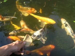 koi kap�i